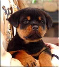 Rottweiler puppy by VKW Rottweilers